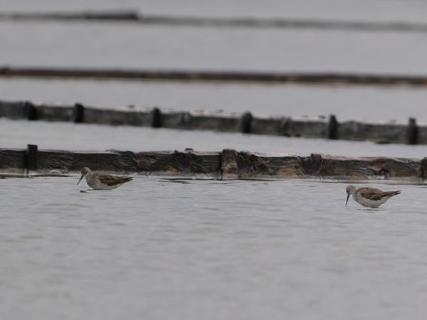 Grote geelpootruiter (Tringa melanoleuca)